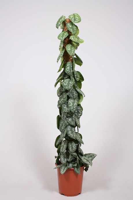 Philodendron Scandens on mosstok